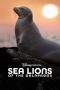 sea-lions-of-the-galapagos