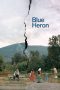 blue-heron